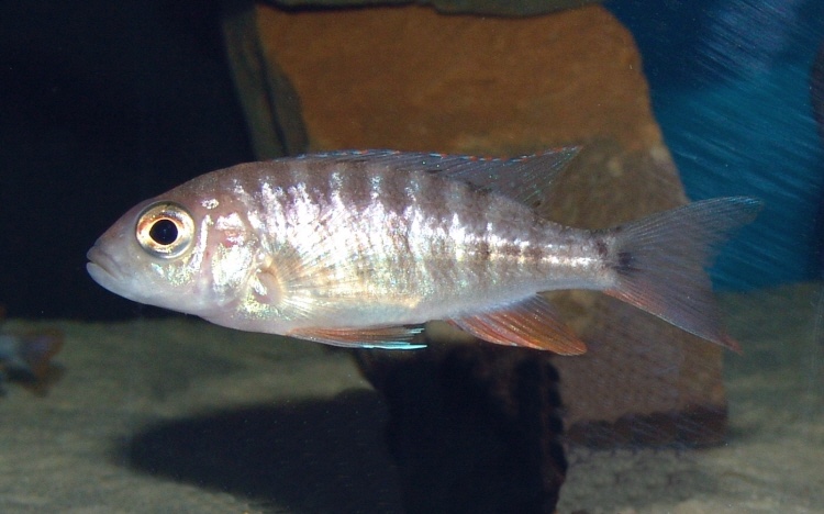 Aulonocara jacobfreibergi 'Cape Maclear'